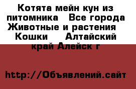 Котята мейн-кун из питомника - Все города Животные и растения » Кошки   . Алтайский край,Алейск г.